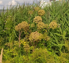 Angelica archangelica