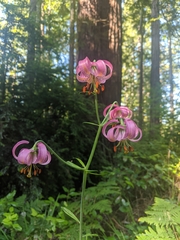 Lilium kelloggii