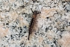 Orgyia vetusta