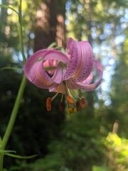 Lilium kelloggii
