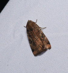 Cryptocala acadiensis