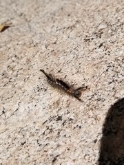 Orgyia vetusta