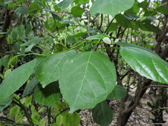 Cordia salvadorensis