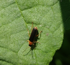 Cantharis nigra