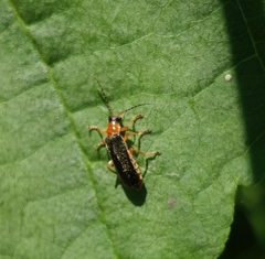 Cantharis nigra