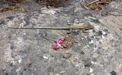 Anatololacerta pelasgiana