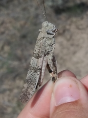 Trimerotropis californica