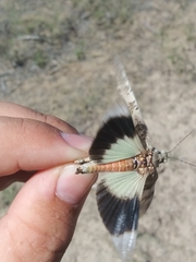 Trimerotropis californica