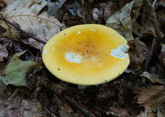 Russula ochroleucoides