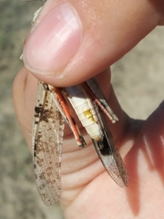 Trimerotropis californica