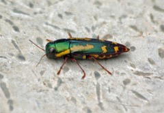 Buprestis rufipes