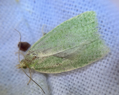 Tortrix viridana