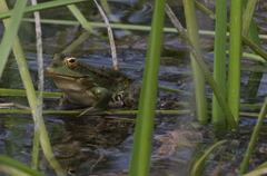 Pelophylax ridibundus