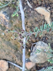 Phylica thunbergiana