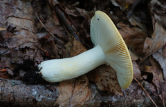 Russula ochroleucoides