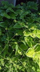 Geum canadense camporum