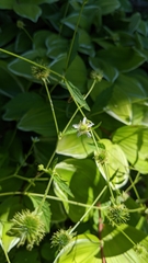 Geum canadense camporum