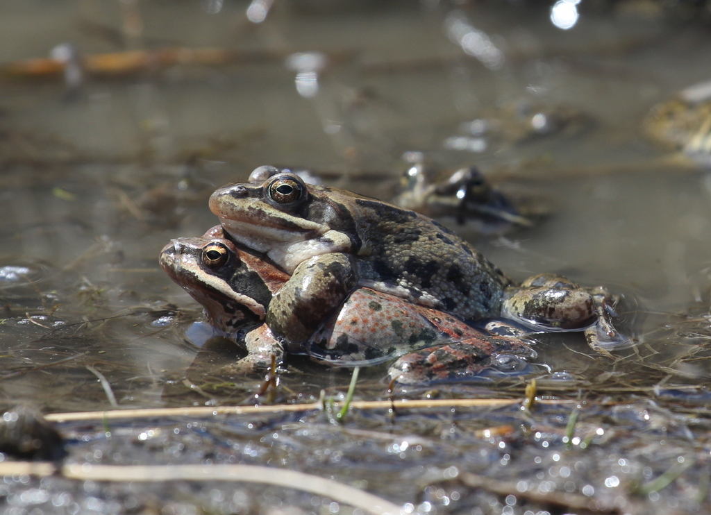 Brusa Frog