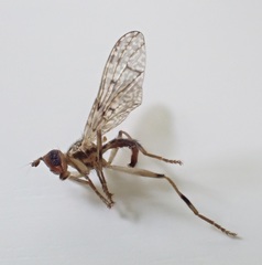 Boreothrinax maculipennis