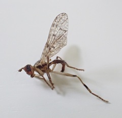 Boreothrinax maculipennis