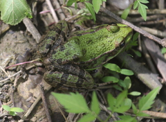 Pelophylax ridibundus