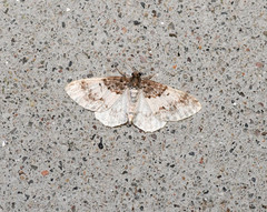 Hydrelia condensata