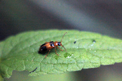 Phyllobrotica quadrimaculata