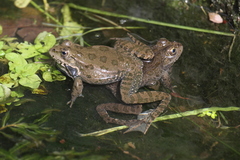 Pelophylax ridibundus