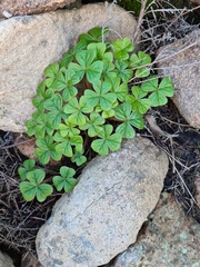 Oxalis strigosa