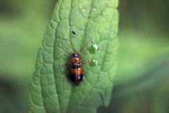 Phyllobrotica quadrimaculata