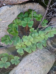 Oxalis strigosa