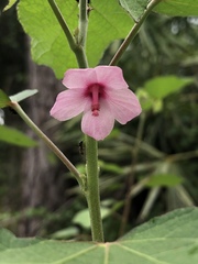 Urena lobata image