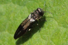 Agrilus derasofasciatus