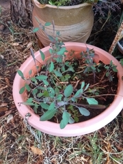 Porophyllum ruderale ruderale