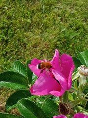 Bombus hypnorum