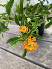 Lantana depressa