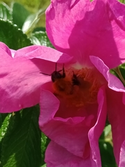 Bombus hypnorum