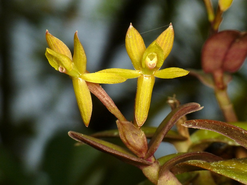 Epidendrum bianthogastrium Hágsater & Dodson 3