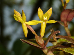 Epidendrum bianthogastrium