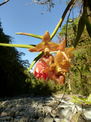 Epidendrum diothonaeoides