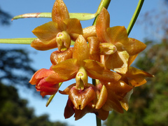 Epidendrum diothonaeoides