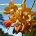 Epidendrum diothonaeoides - Photo (c) Alex Reynolds, some rights reserved (CC BY-NC), uploaded by Alex Reynolds
