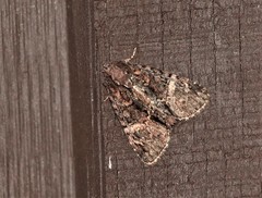 Phosphila turbulenta