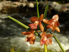 Epidendrum diothonaeoides