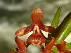Epidendrum diothonaeoides