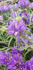 Edraianthus tenuifolius
