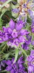 Edraianthus tenuifolius