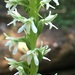 Rein Orchids - Photo (c) Damon Tighe, some rights reserved (CC BY-NC)