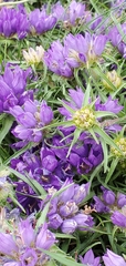 Edraianthus tenuifolius