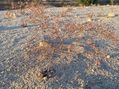 Eriogonum thurberi
